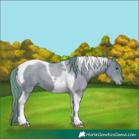 Horse Color:Watercolor Black Pearl Tobiano Appaloosa 