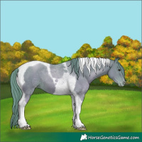 Horse Color:Watercolor Black Pearl Tobiano Varnish 