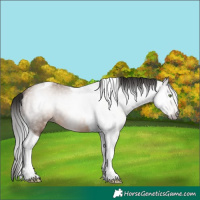Horse Color:Gray Sable Champagne Tobiano