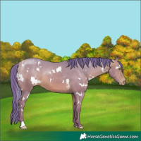Horse Color:Watercolor White Spotted Amber Champagne Appaloosa