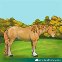Horse Color:Watercolor Chestnut Sabino Appaloosa