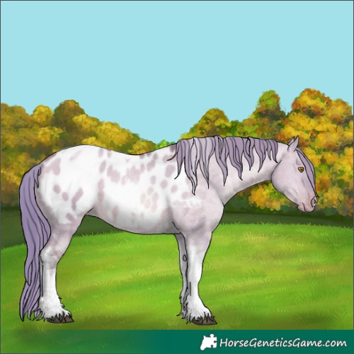 Horse Color:Watercolor Chocolate Brown Pearl Dun Tobiano Appaloosa Rabicano 