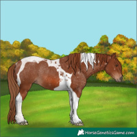 Horse Color:Chestnut Tobiano Rabicano