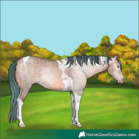 Horse Color:Gray Watercolor Amber Champagne Dun Tobiano Appaloosa Brindle 