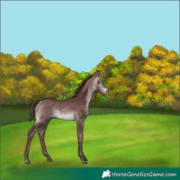 Horse Color:Platinum Chocolate Buckskin 