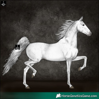 Horse Color:Gray White Spotted Black  and Gray White Spotted Black Splash 