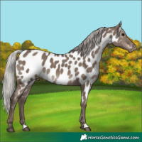 Horse Color:Silver Grullo Near Leopard 