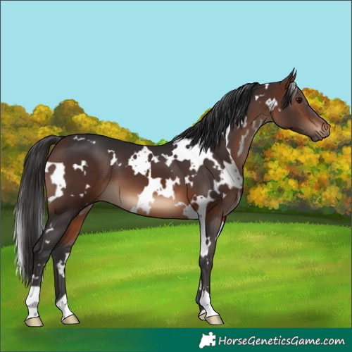Horse Color:White Spotted Brown 