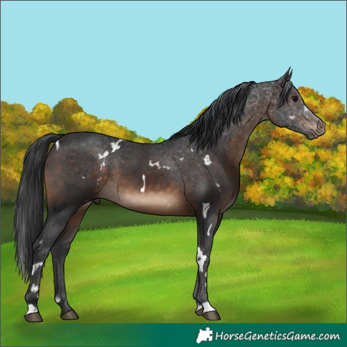 Horse Color:White Spotted Brown 