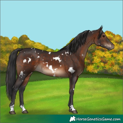 Horse Color:White Spotted Brown 