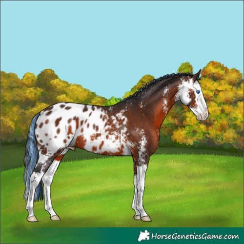 Horse Color:Painted Brown Sabino Splash Appaloosa Rabicano 