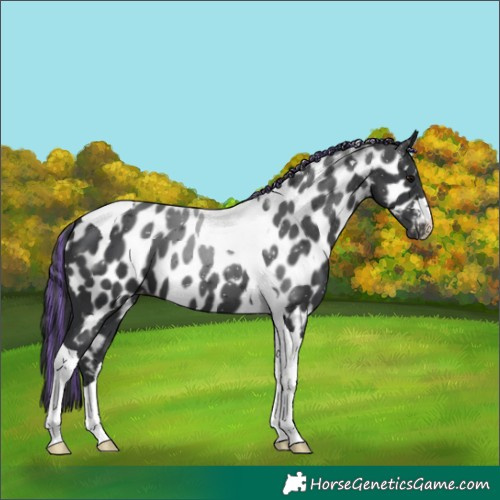Horse Color:Painted Black Tobiano Appaloosa 