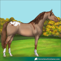 Horse Color:Red Dun Appaloosa