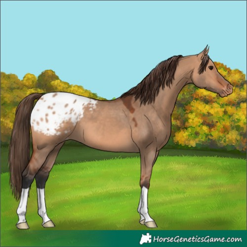 Horse Color:Bay Dun Appaloosa 