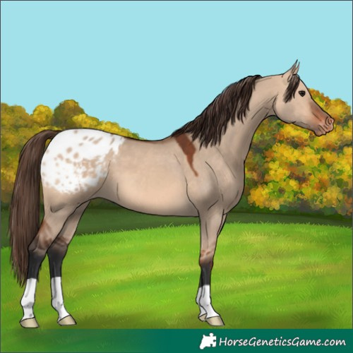 Horse Color:Bay Dun Appaloosa 