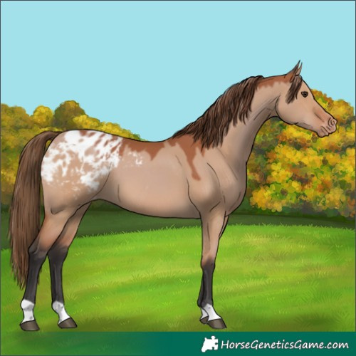 Horse Color:Bay Dun Appaloosa