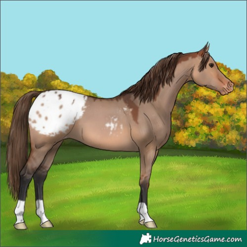 Horse Color:Bay Dun Appaloosa 