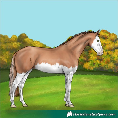 Horse Color:Gold Champagne Splash