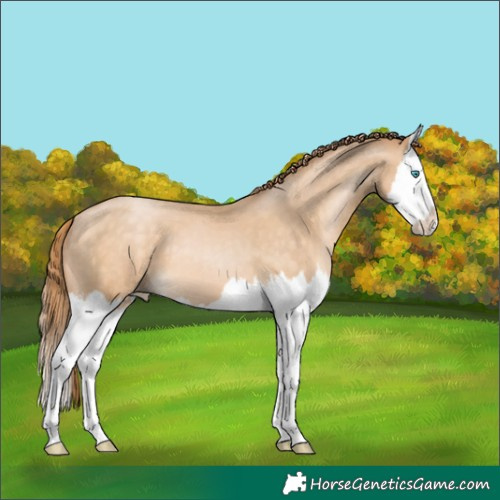 Horse Color:Buckskin Pearl Splash
