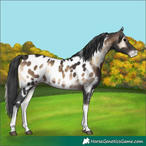 Horse Color:Brown Onyx Tobiano Appaloosa 