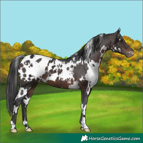 Horse Color:White Spotted Brown Blanket 