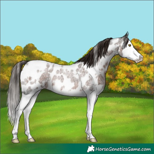 Horse Color:White Spotted Liver Red Roan Splash Appaloosa 