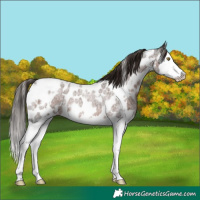Horse Color:White Spotted Liver Red Roan Splash Near Leopard 