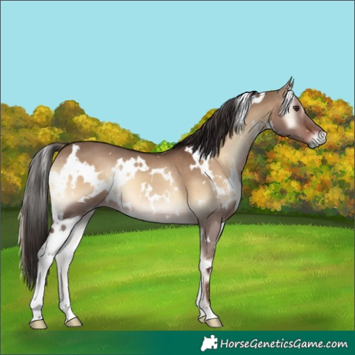 Horse Color:White Spotted Liver Red Dun Onyx 