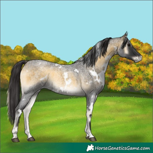 Horse Color:White Spotted Buckskin Roan Onyx 