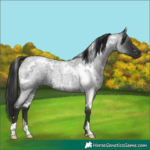 Horse Color:White Spotted Liver Red Roan 
