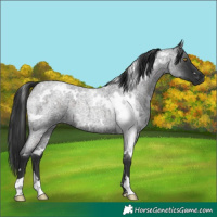 Horse Color:White Spotted Liver Red Roan
