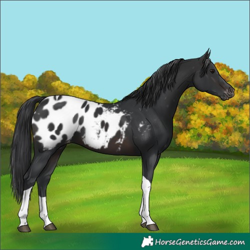 Horse Color:Brown Tobiano Appaloosa 