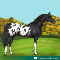 Horse Color:Brown Tobiano Blanket 