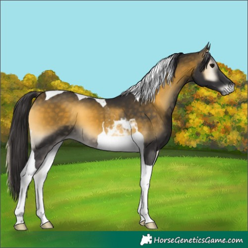 Horse Color:Buckskin Onyx Tobiano 