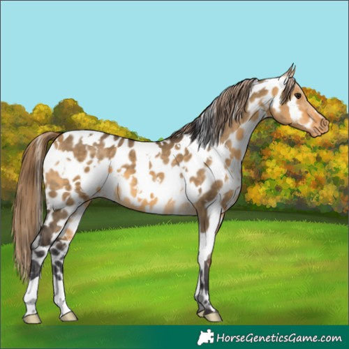 Horse Color:White Spotted Buckskin Dun Appaloosa 