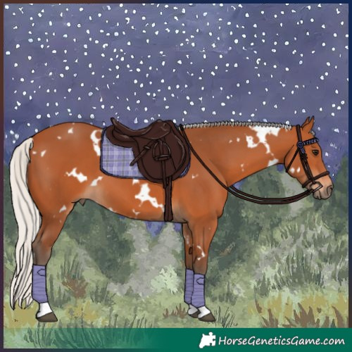 Horse Color:White Spotted Silver Bay 
