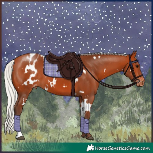 Horse Color:White Spotted Silver Bay Appaloosa 