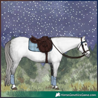 Horse Color:Gray White Spotted Liver Chestnut 