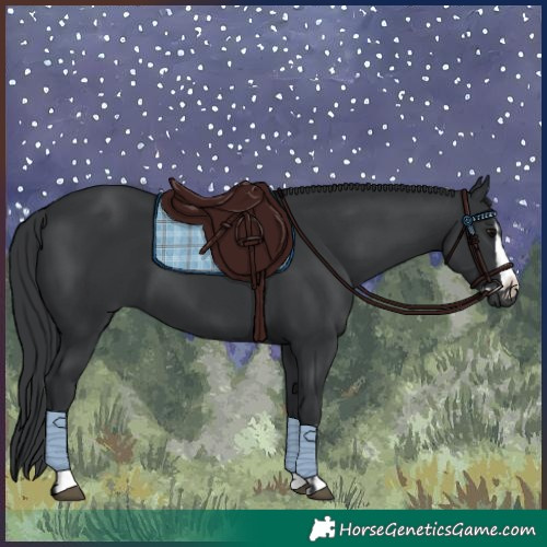Horse Color:Black and Black Splash