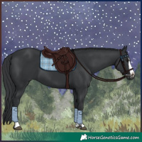 Horse Color:Black  and Black Splash 