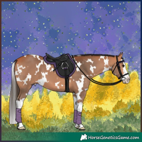 Horse Color:White Spotted Bay Splash 