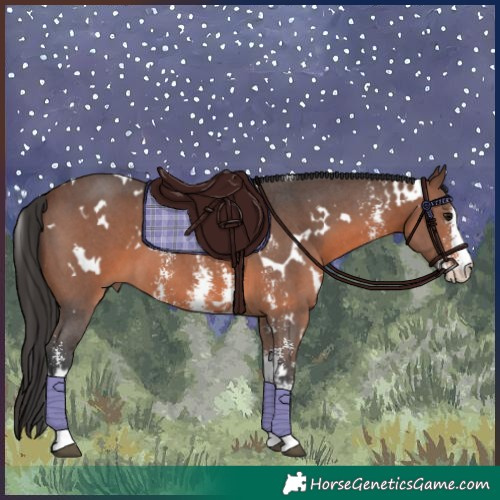 Horse Color:White Spotted Brown Sabino 