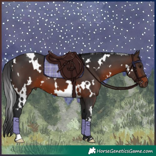 Horse Color:White Spotted Brown 