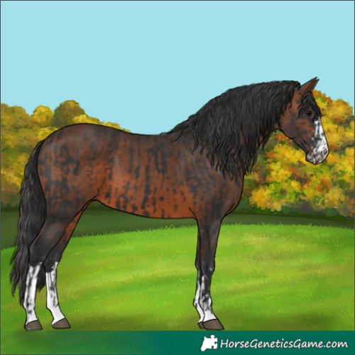 Horse Color:Black and Brown