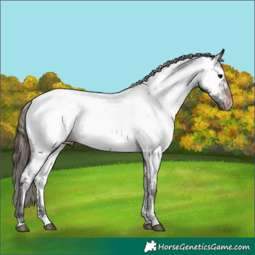Horse Color:Brown Appaloosa 