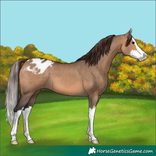 Horse Color:Bay Dun Splash Appaloosa 
