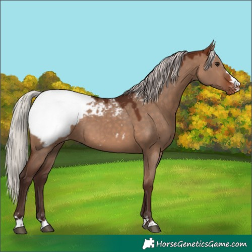 Horse Color:Silver Brown Dun Appaloosa 