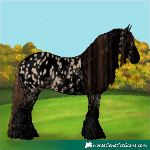 Horse Color:Void Bay Dun Sabino Blanket 