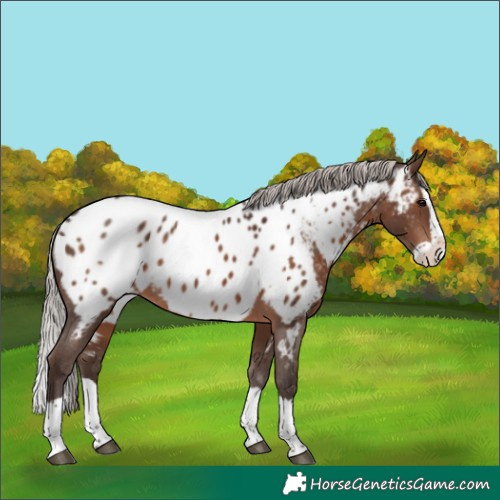Horse Color:Silver Brown Splash Appaloosa Rabicano 