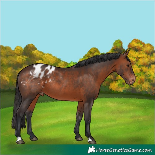 Horse Color:Brown Appaloosa Rabicano